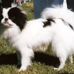Japanse Spaniel - Foto 8