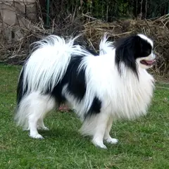 Japanse Spaniel - Foto 9
