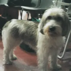Petit Basset Griffon Vendeano - Foto 2