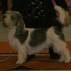 Petit Basset Griffon Vendeano - Foto 4