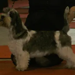 Petit Basset Griffon Vendeano - Foto 5