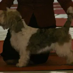 Petit Basset Griffon Vendeano - Foto 6