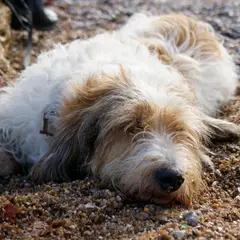 Petit Basset Griffon Vendeano - Foto 7