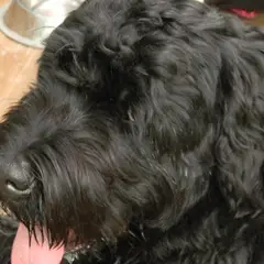 Black Russian Terrier - Photo 2