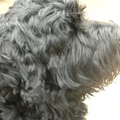 Black Russian Terrier - Photo 3