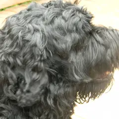 Black Russian Terrier - Photo 4