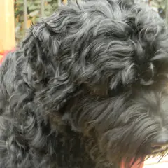 Black Russian Terrier - Photo 5