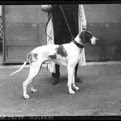 Braque Saint-Germain - Photo 4