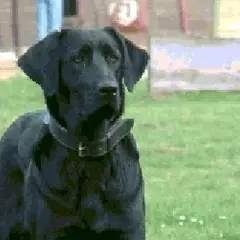 Cão de Castro Laboreiro - Foto 4