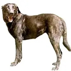 Cão de Castro Laboreiro - Foto 5