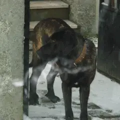 Cão de Castro Laboreiro - Foto 6