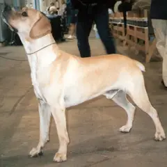Chien d'arrêt portugais - Photo 4