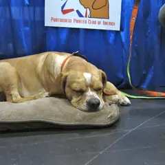 Chien d'arrêt portugais - Photo 5