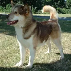 Chien du Groenland - Photo 3
