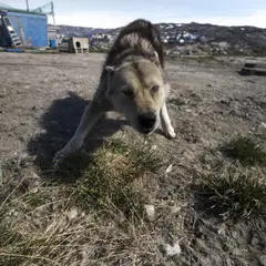 Chien du Groenland - Photo 5