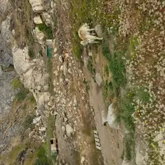 Chien du Groenland - Photo 6