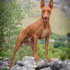 Cirneco dell'Etna - Photo 4