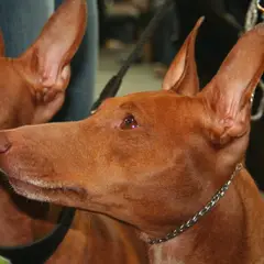 Cirneco dell'Etna - Photo 5
