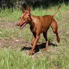 Cirneco dell'Etna - Photo 7
