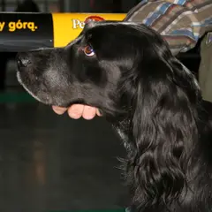 Blue Picardy Spaniel - Photo 4