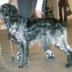 Blue Picardy Spaniel - Photo 5