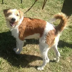 Kromfohrländer - Foto 3