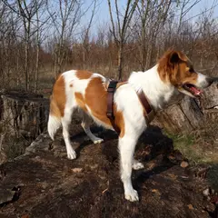 Kromfohrländer - Foto 6