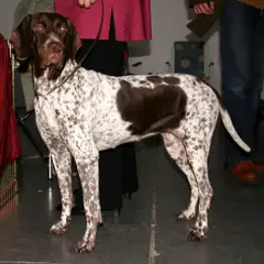 Antico cane da ferma danese - Foto 5