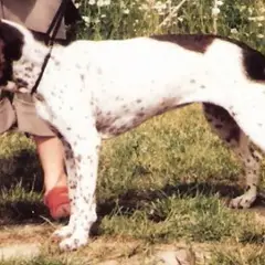 Antico cane da ferma danese - Foto 7