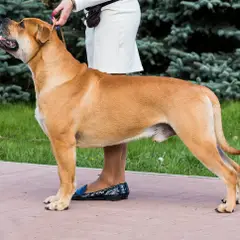 Dogue de Mallorca - Foto 5