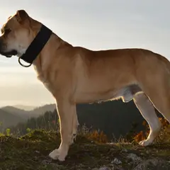 Dogue de Mallorca - Foto 6