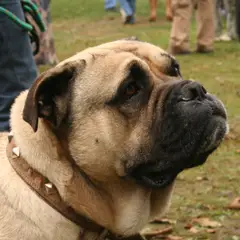 Dogue de Mallorca - Foto 7