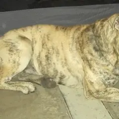 Dogue de Mallorca - Foto 8