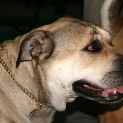 Dogue de Mallorca - Foto 9