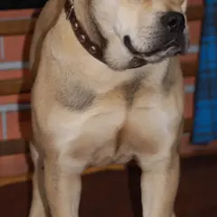 Dogue de Mallorca - Foto 10