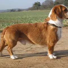 Basset de Westphalie - Photo 6