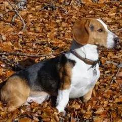 Basset de Westphalie - Photo 9
