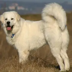 Polish Tatra Sheepdog - Photo 6