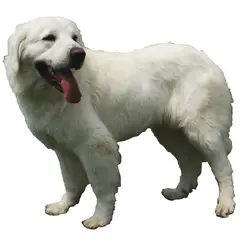 Polish Tatra Sheepdog - Photo 7