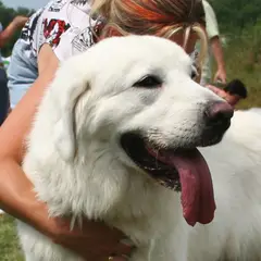 Polish Tatra Sheepdog - Photo 9