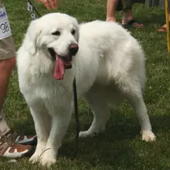 Polish Tatra Sheepdog - Photo 10