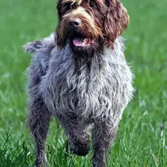 Griffon Korthals - Foto 6