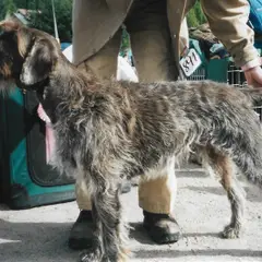 Griffon Korthals - Foto 8