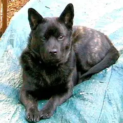 Kai - Foto 2