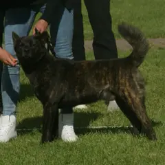 Kai - Foto 4