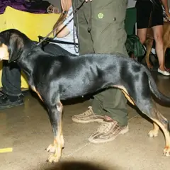 Österreichischer Schwarz- und Brandbracke - Foto 3