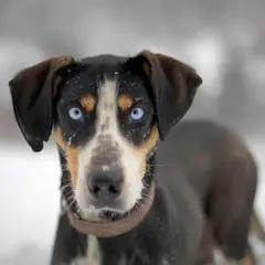 Eurohound - Foto 3