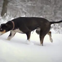 Eurohound - Foto 4