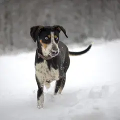 Eurohound - Foto 5