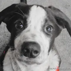 Eurohound - Foto 6